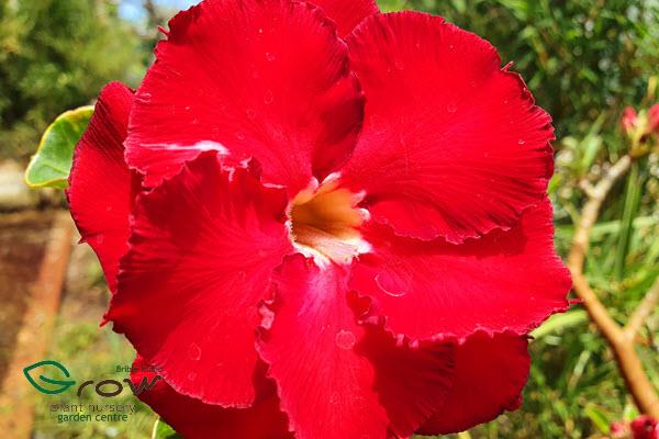 Desert Rose Adenium Obesum selling at Bribie garden centre Grow Plant Nursery