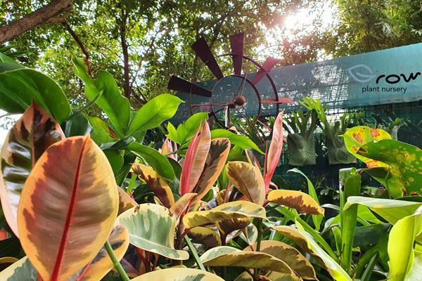 West coast Bribie Island garden centre Grow Plant Nursery