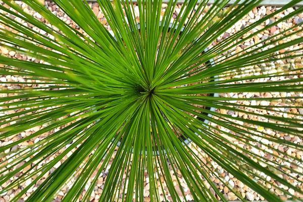 Xanthorroea Johnsonii Native Grass Tree ay Grow Plant Nursery Bribie