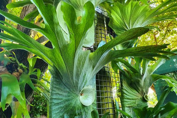 Healthy staghorn rainforest plants selling at Bribie Island garden centre Grow Plant Nursery