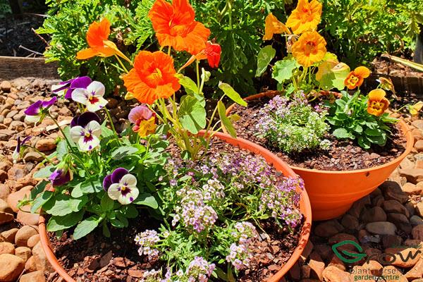 Flowers for eating at Grow Plant Nursery garden shop Bribie Island